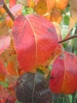Highlight for Album: Autunno 2006 - Civignola