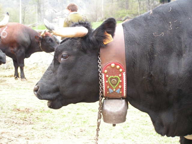 Un bel collier per la signora