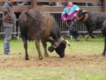 Mucca-Talpa