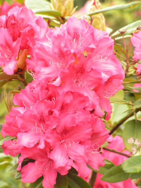 Ape sui fiori