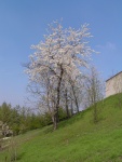 Ciliegio fiorito