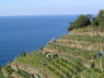 In cammino verso Monterosso