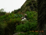 islanda anto 175