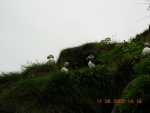 islanda anto 176