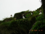 islanda anto 177