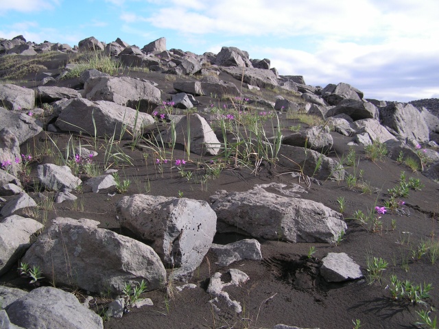 174pict3481.jpg