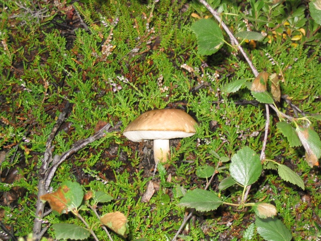 244Dimmuborgir 267.jpg