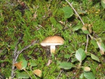 244Dimmuborgir 267.jpg