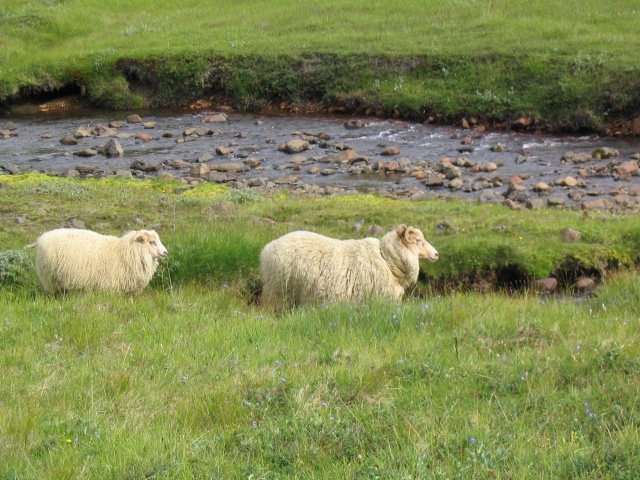324Escursione Seydisfjordur-Vestdalur 342.jpg