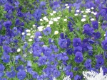 img_0676.jpg