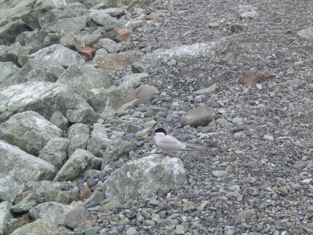 img_1074.jpg