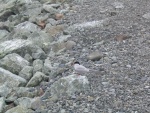 img_1074.jpg