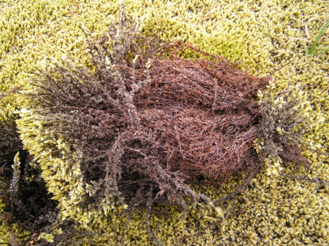 pict3021.jpg