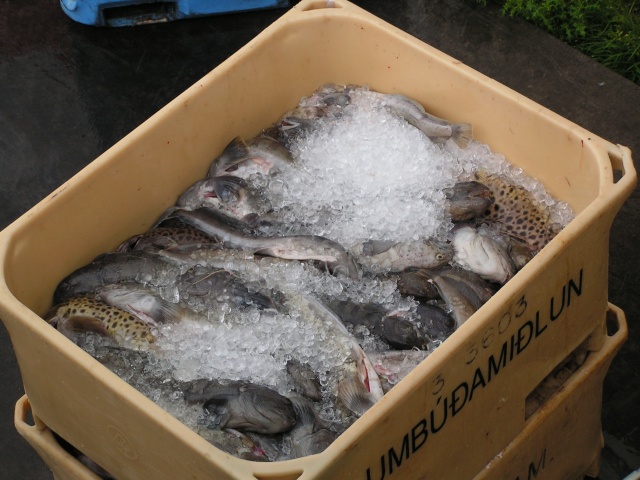 pict3378.jpg