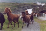 BaleneBaleneNoooCavalliCavalli