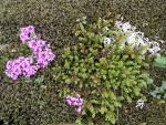 dscn4449.jpg