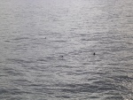 dscn4617.jpg