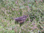 dscn4655.jpg