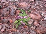 dscn4676.jpg