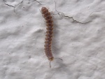 rscn4558.jpg