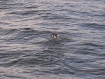 rscn4652.jpg