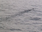rscn4653.jpg