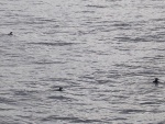 rscn4714.jpg