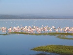 Highlight for Album: Lago Nakuru