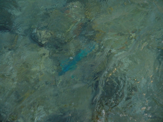 Pesce in acqua bassa vicino alla barriera