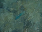Pesce in acqua bassa vicino alla barriera