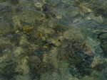 Pesce durante la bassa marea