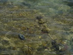 Pesce intrappolato nella bassa marea