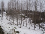 Highlight for Album: Nevicata 2 Dicembre 2005