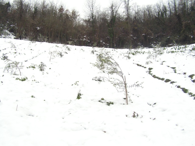 Ulivi sotto la neve