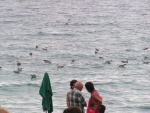 Gabbiani che stanno mangiando i resti della pesca