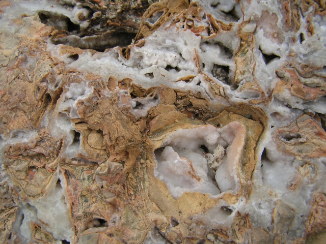 Particolare di scoglio
