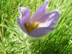 Natura