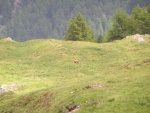 Finalmente un camoscio!