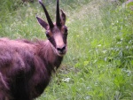 Highlight for Album: Valnontey alla ricerca degli animali